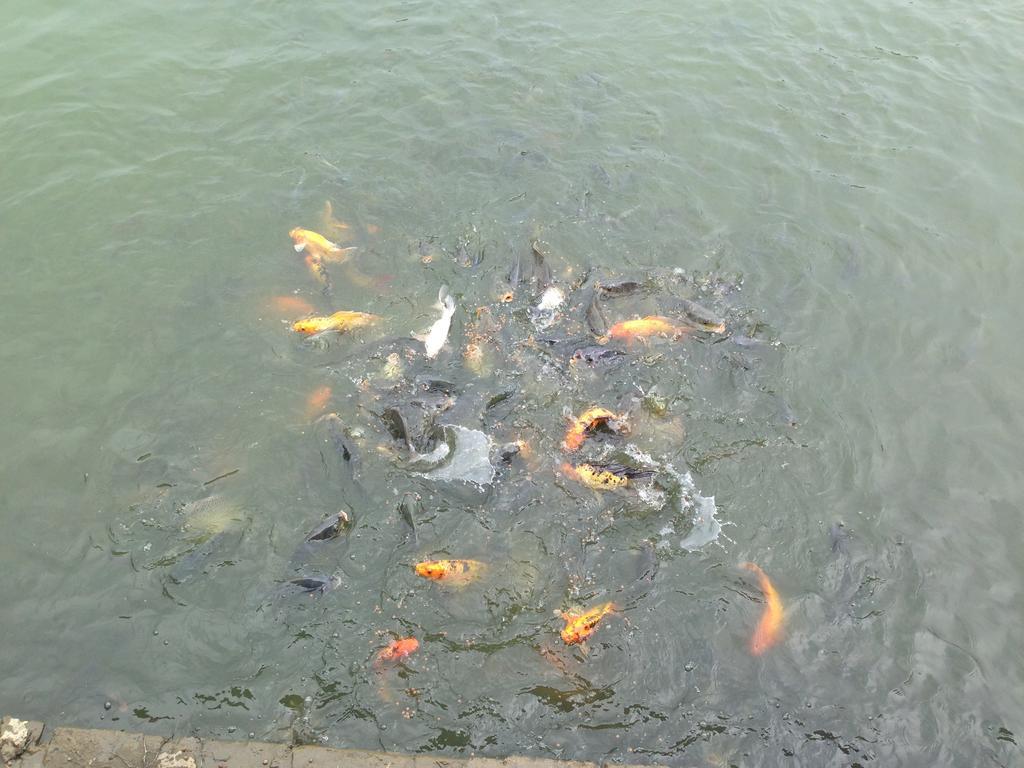 Tam Coc Homestay Ниньбинь Экстерьер фото